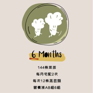 水善田-全萵苣菜苗